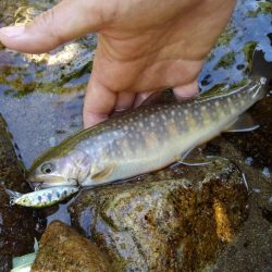 九頭竜川水系でイワナ釣り